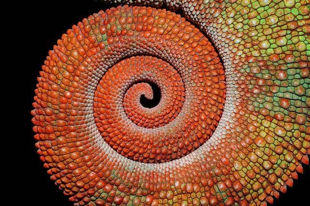 Scaly lizard tail wrapped into a spiral.